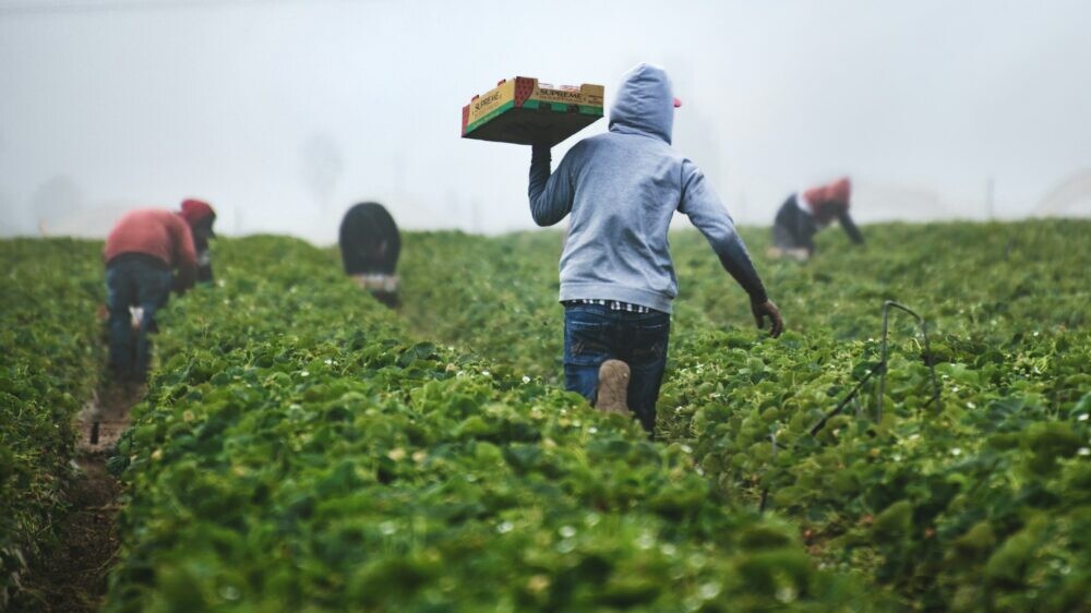 Citizens of Uzbekistan found work in the United States under